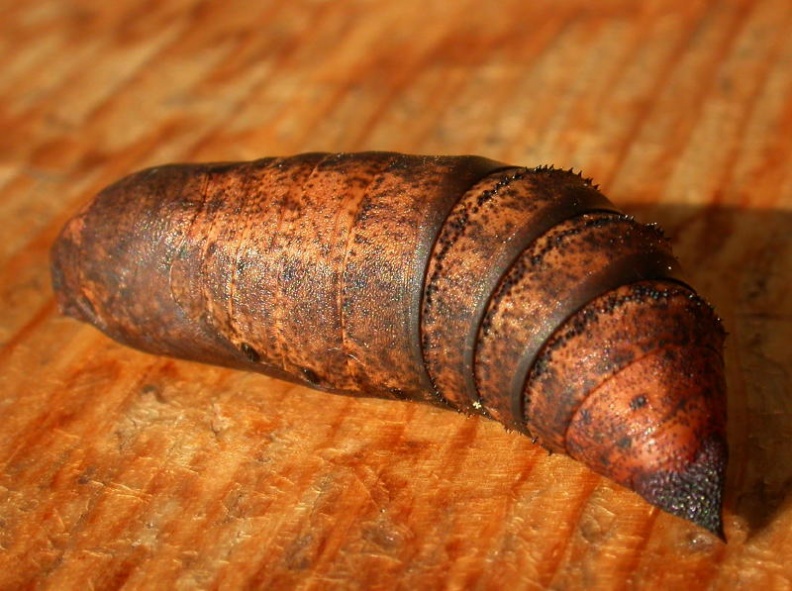 elephant hawkmoth pupa ex5867 _800_.JPG